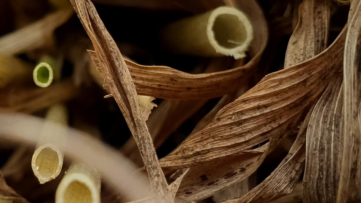 Lignin Market
