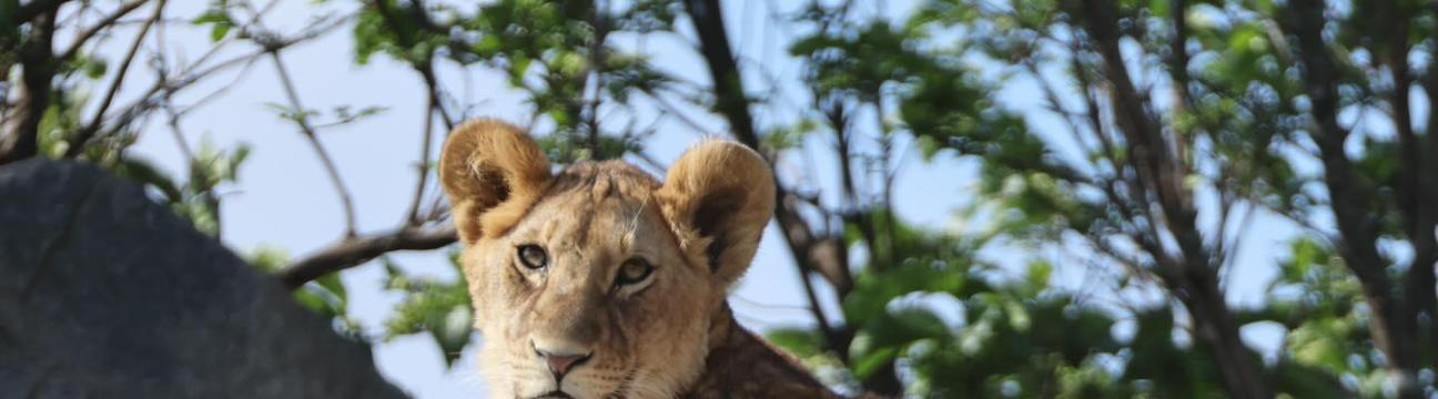 Amshar Serengeti